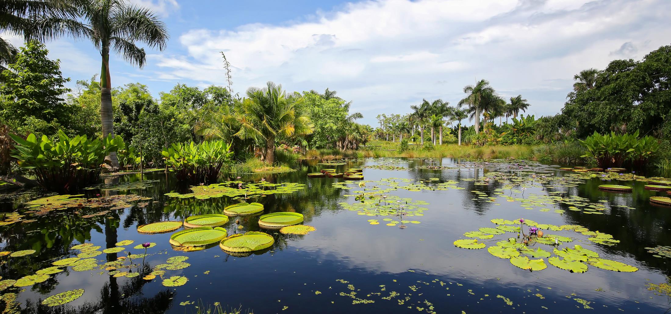 Image of a pond with lily pads and trees 